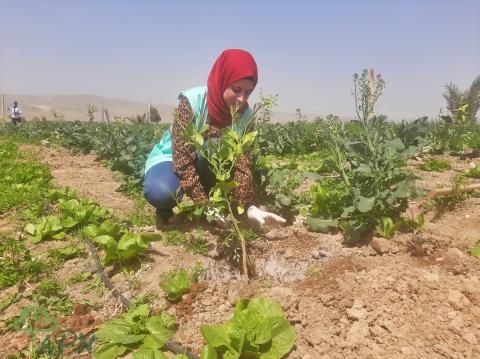 العربية لحماية الطبيعة تزرع 270 شجرة مثمرة مع شركة زين