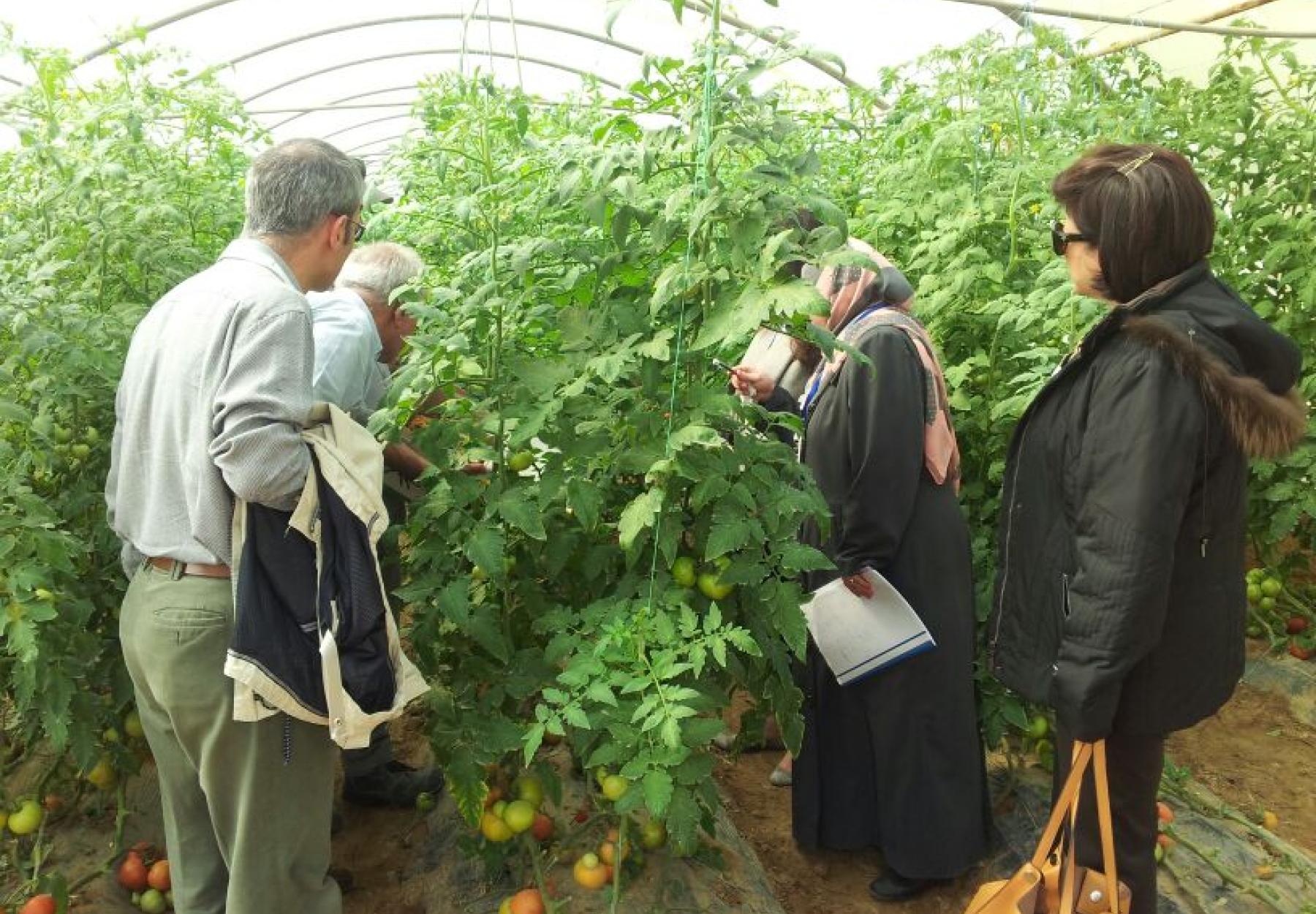 وفد العربية يتقصى الحقائق في مزارع مونسانتو