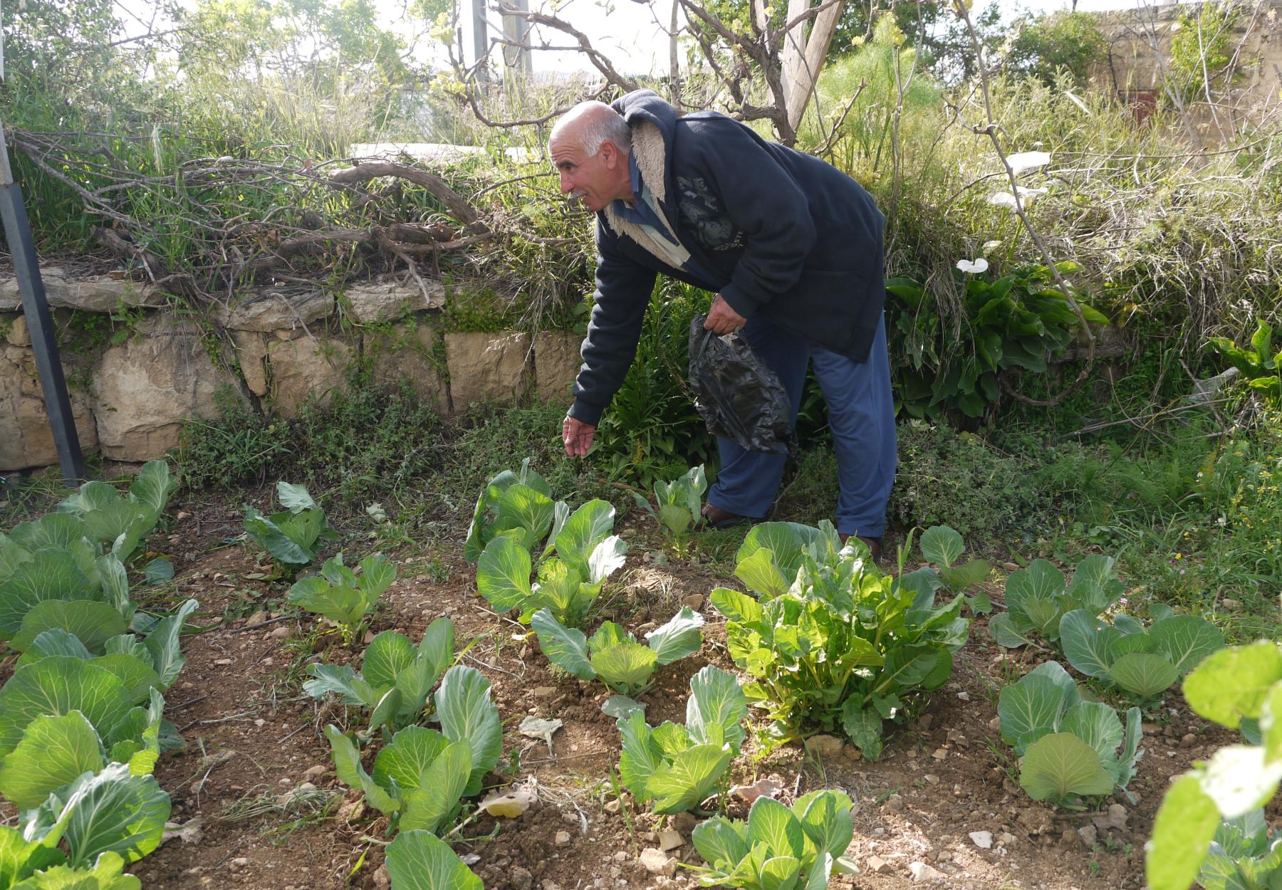 العربية تزود مزارعي قرى غرب القدس بما يزيد عن 60.000 شتلة خضراوات
