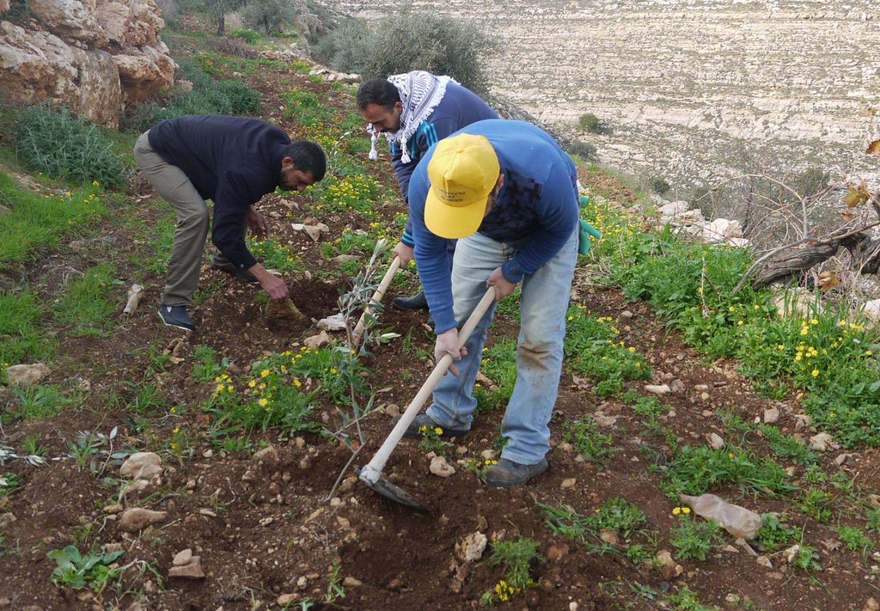 تنفيذ المرحلة الثانية من مشروع "ازرع شجرة لك في القدس"