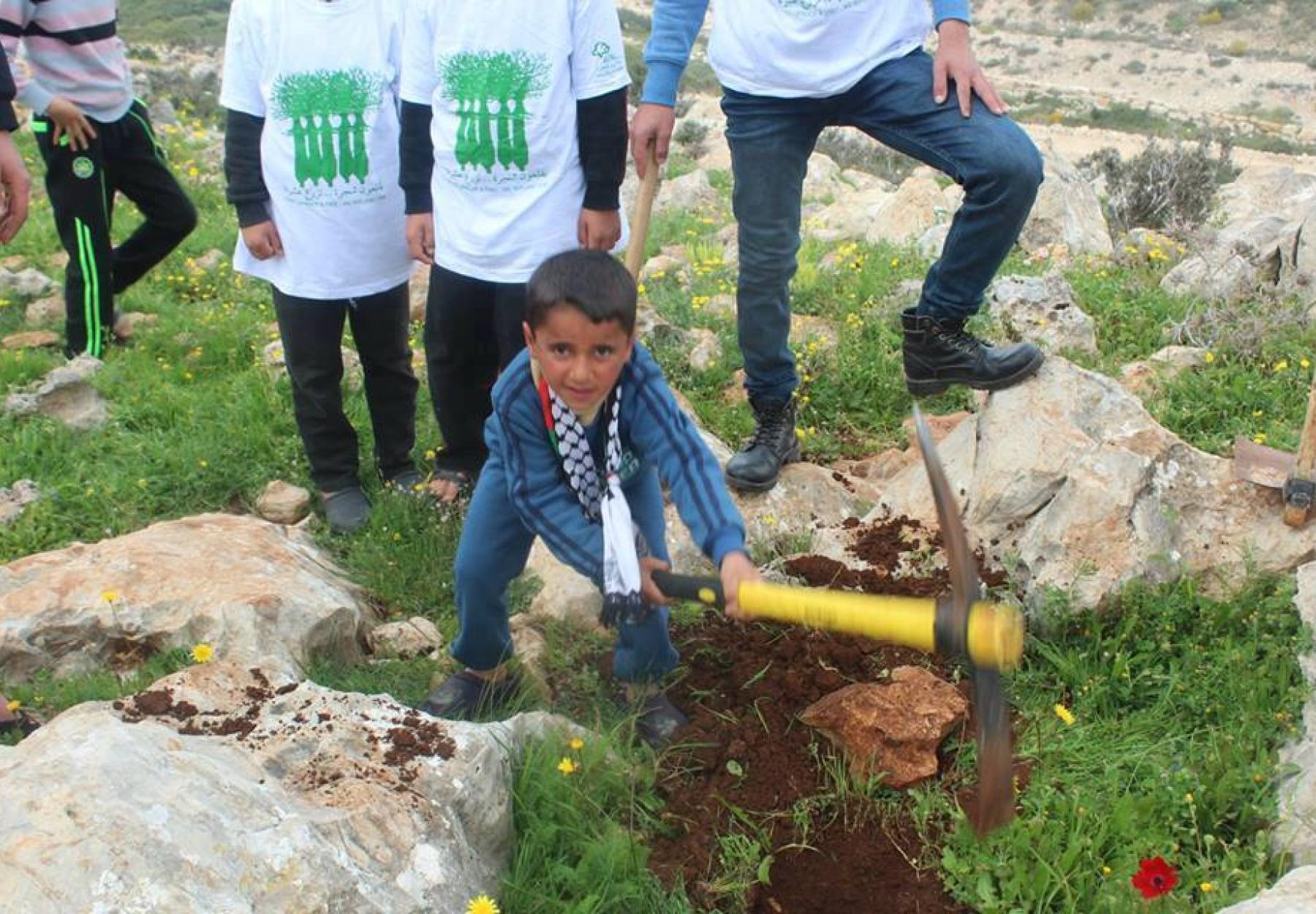 زراعة الزيتون في قريتي أم دار والخلجان المحاطتين بالمستعمرات - فلسطين