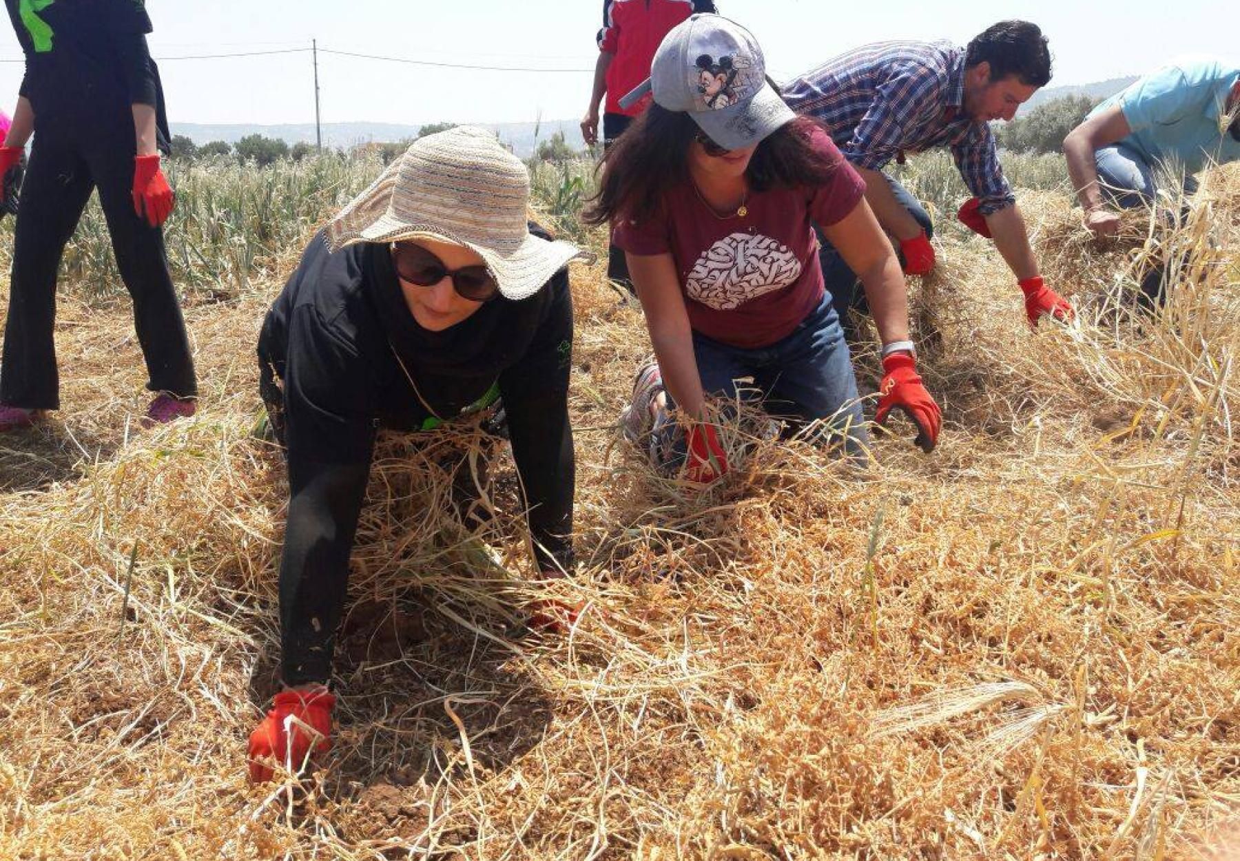 متطوعو العربية يحصدون البيقا على مدار أسبوعين في بيوضة - الصبيحي