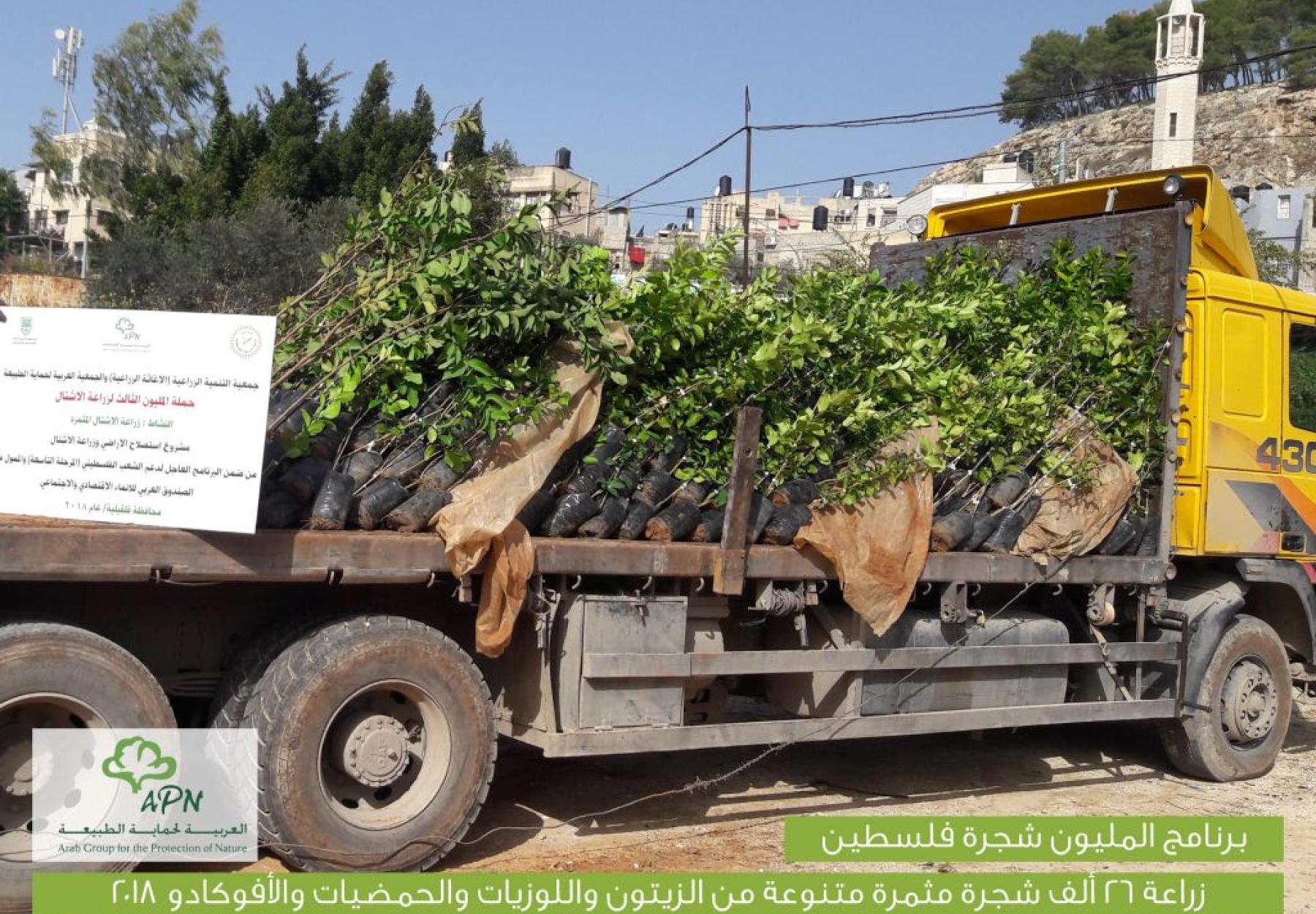 المليون شجرة تزرع 26 ألف شجرة في قرى شمال فلسطين المهددة بالمصادرة المليون شجرة تزرع 26 ألف شجرة في قرى شمال فلسطين المهددة بالمصادرة