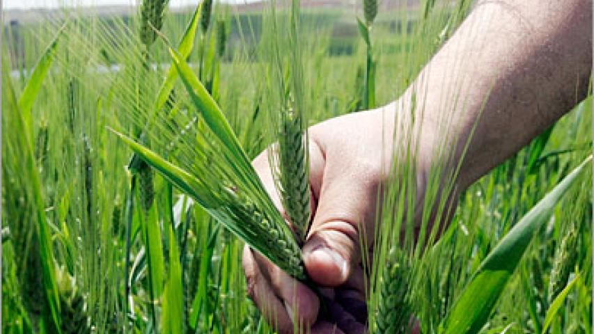 Local Policy Group on Agriculture and Food Security