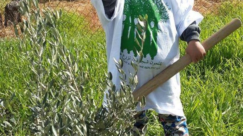 مشروع زيتون الخير يتحدى الإحتلال ويزرع في 14 منطقة في فلسطين