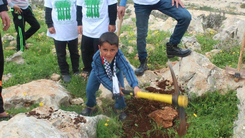 زراعة الزيتون في قريتي أم دار والخلجان المحاطتين بالمستعمرات - فلسطين