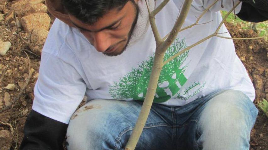 برنامج المليون شجرة يزرع أشجار الزيتون في قريتي عتيل والشوفة في طولكرم