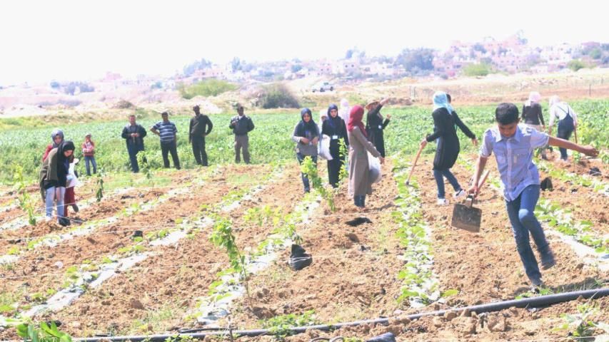 القافلة الخضراء وشباب الجامعة الهاشمية يزرعون أشجار الحمضيات في الأغوار