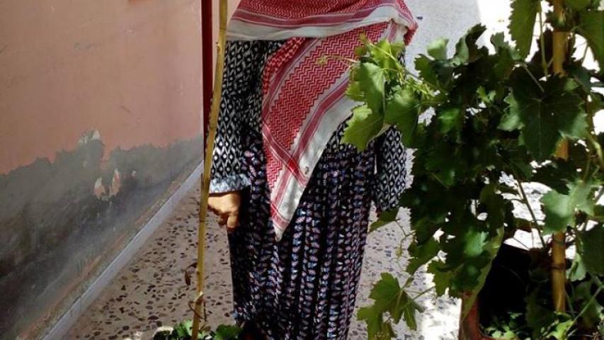 القافلة الخضراء توزع 100 شتلة عنب دعما لعاملات وعمال الزراعة في الأغوار الشمالية