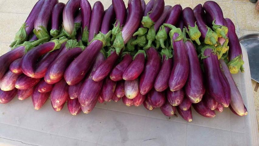 العربية تسعى لدعم استعمال البذور البلدية في فلسطين