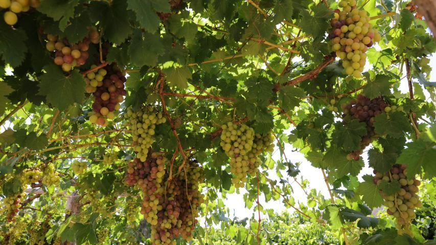 العربية لحماية الطبيعة